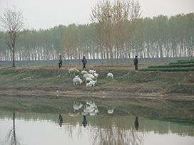 运河暮归.jpg