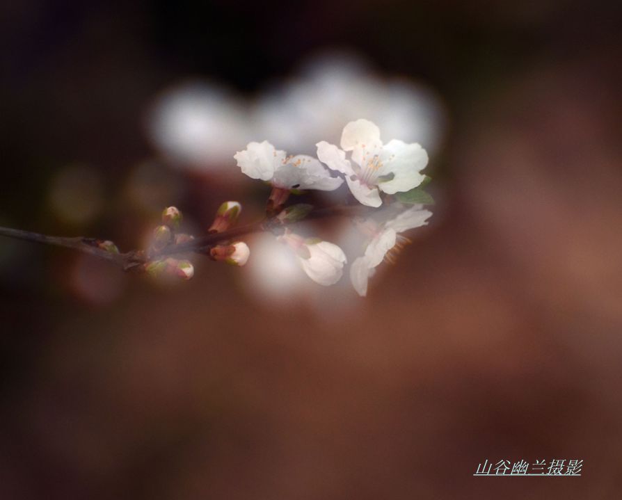 梦里飞花，.jpg