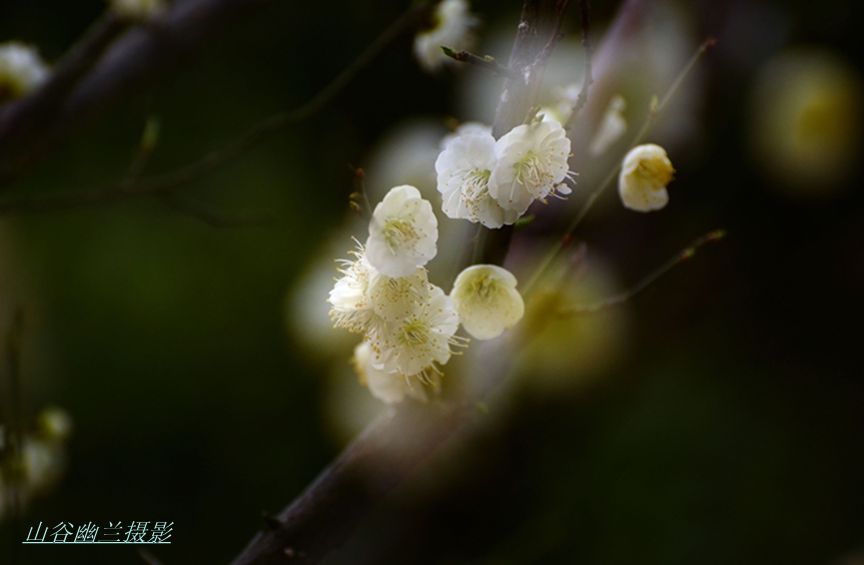 梦里飞花。.jpg