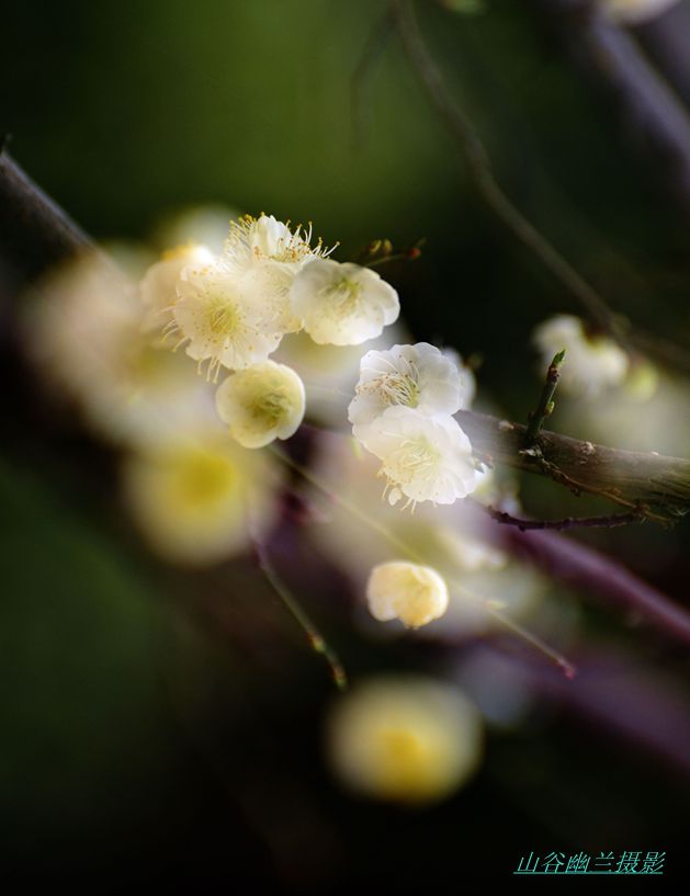 梦里飞花.jpg