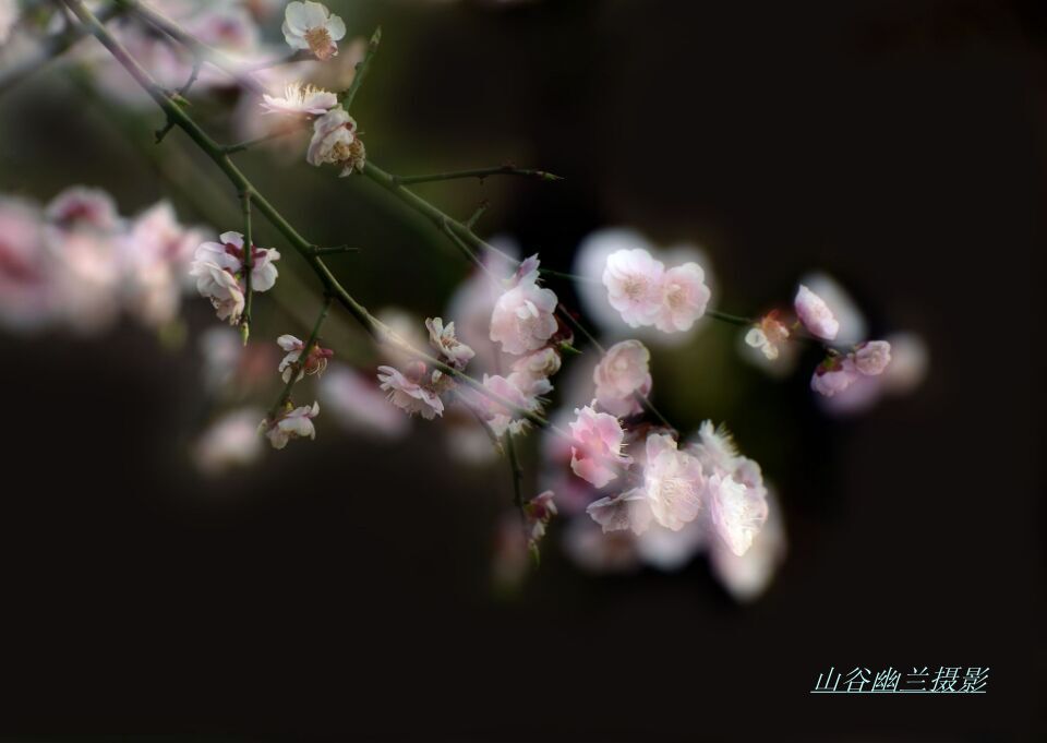 梦里飞花，，.jpg