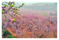 人间四月芳菲尽，山寺桃花始盛开