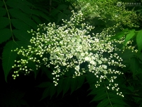 春花（手机拍摄）