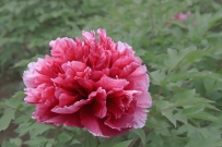 51假期汶上莲花湖湿地拍牡丹