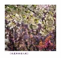乱花渐欲迷人眼