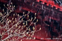 花蕾映雪待春天——拍摄于汶上宝相寺