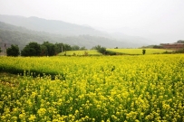 山花烂漫时