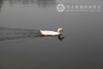 大清河里的鸭子
