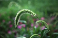 莠冠群芳