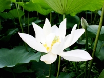 白莲花