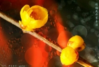 佛佑平安！花开吉祥！小年快乐！